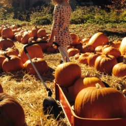 Wishbone Wagon -Croozer Verkäufe wishbone wagon beladen